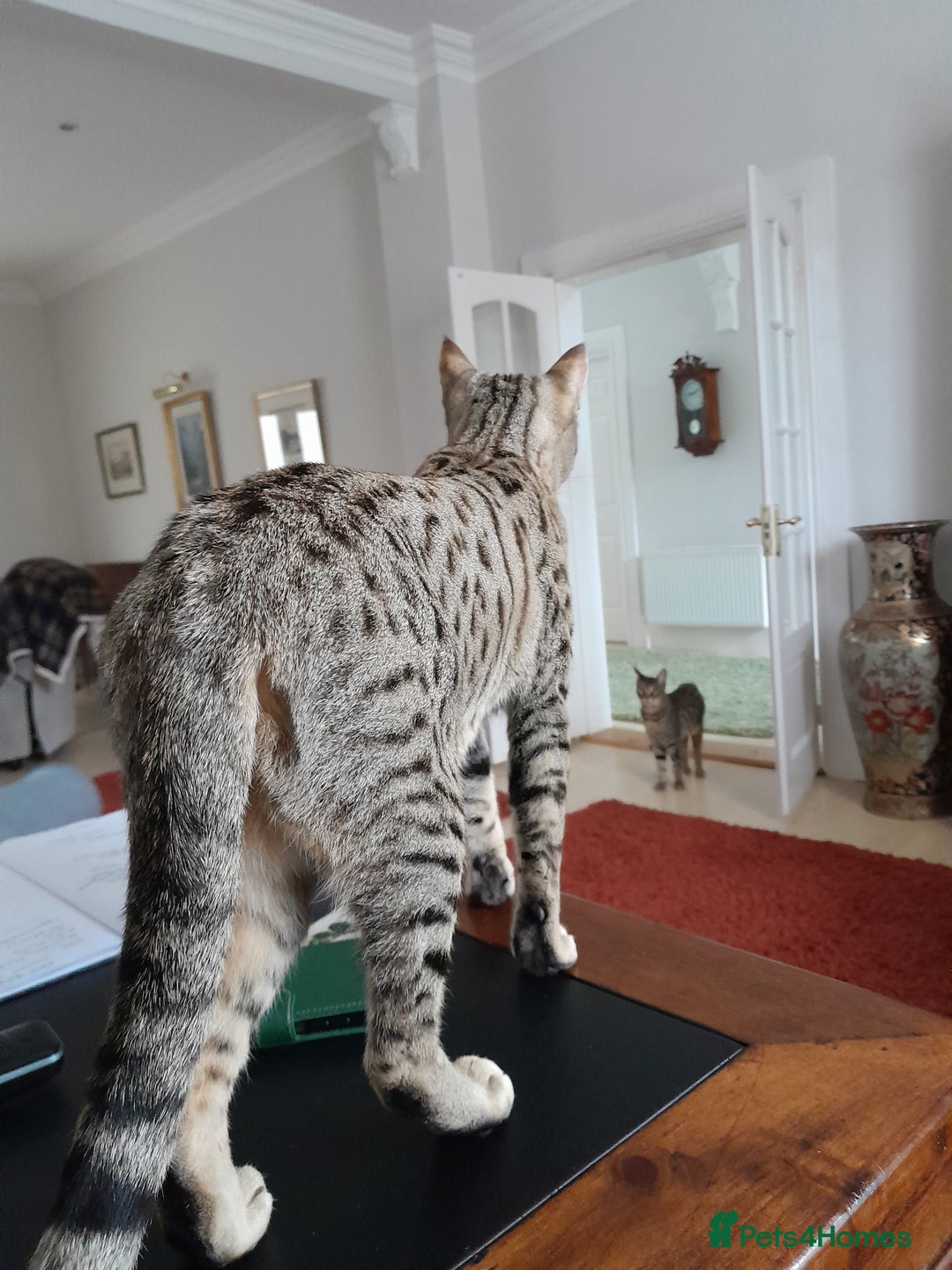 Savannah cats for sale: Beautiful F3 Pedigree Savannah Lady TICA Reg - Image 4