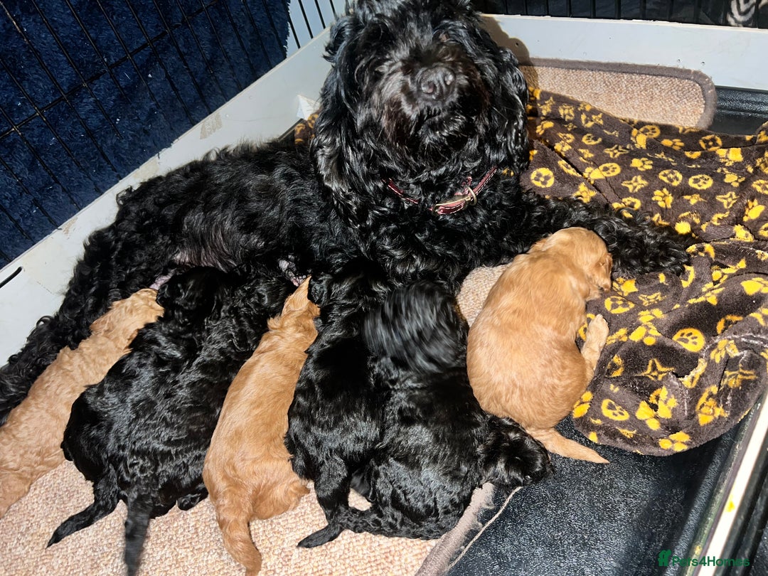 Cavapoo dogs for sale: 🐶 Beautiful Cavapoo Puppies -Ready Soon!!! - Image 10