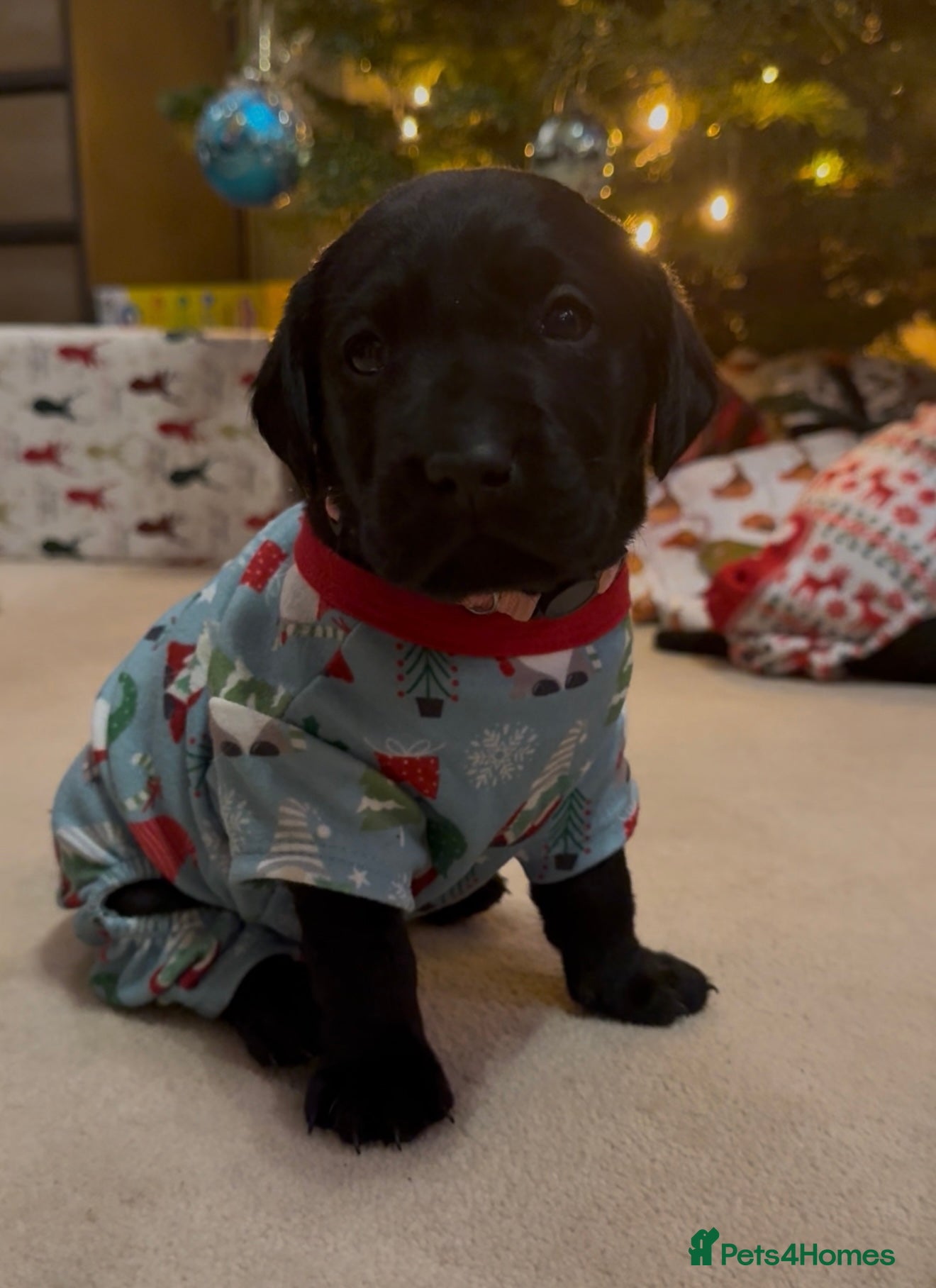 Labrador Retriever dogs Stunning litter of 9 black Labrador puppies - Advert 10