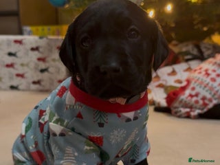 Labrador Retriever dogs Stunning litter of 9 black Labrador puppies - Advert 10