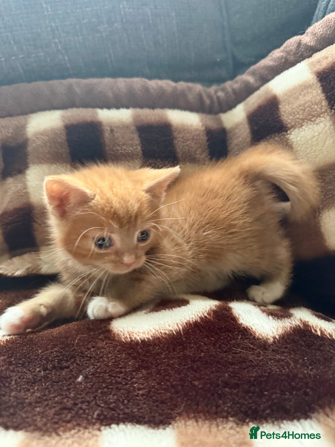 Mixed Breed cats for sale: Kittens - Advert 4