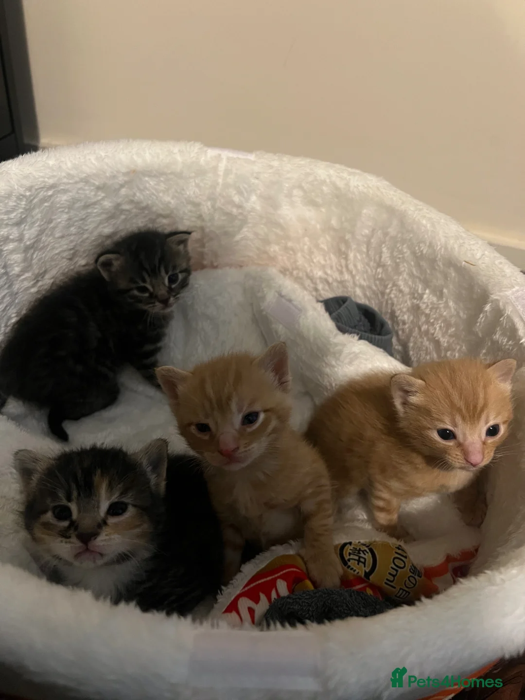 Mixed Breed cats for sale: Mum cat & 3 kittens - Advert 6
