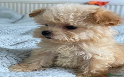 Poochon dogs for sale: Poochon puppy’s  - Image 3