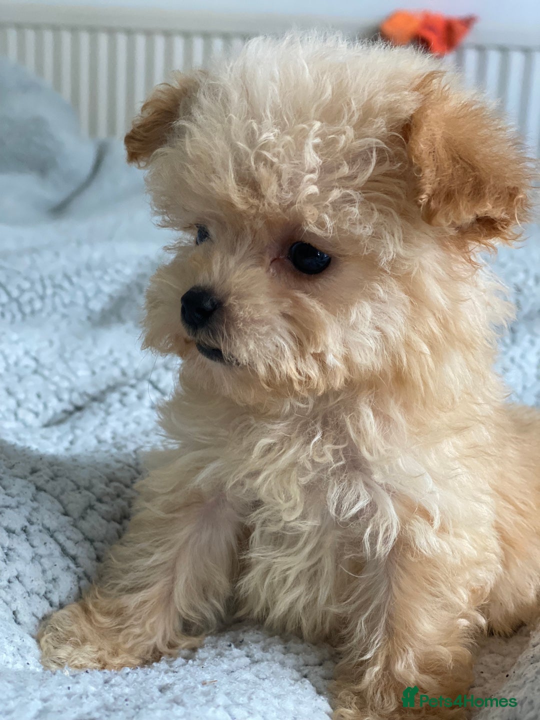 Poochon dogs for sale: Poochon puppy’s  - Image 3