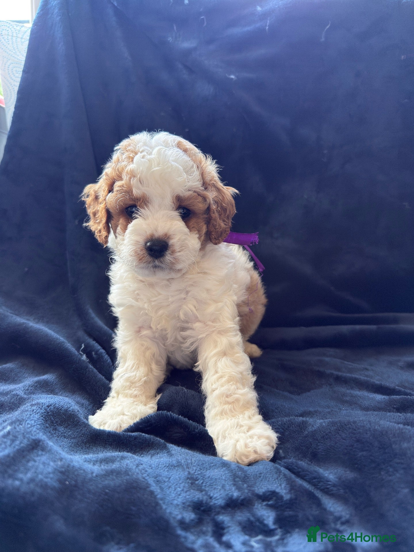 Cavapoo dogs F1b Cavapoo Puppies  - Advert 2