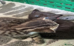 Domestic Shorthair cats for sale: 2 beautiful kittens for sale  - Image 5