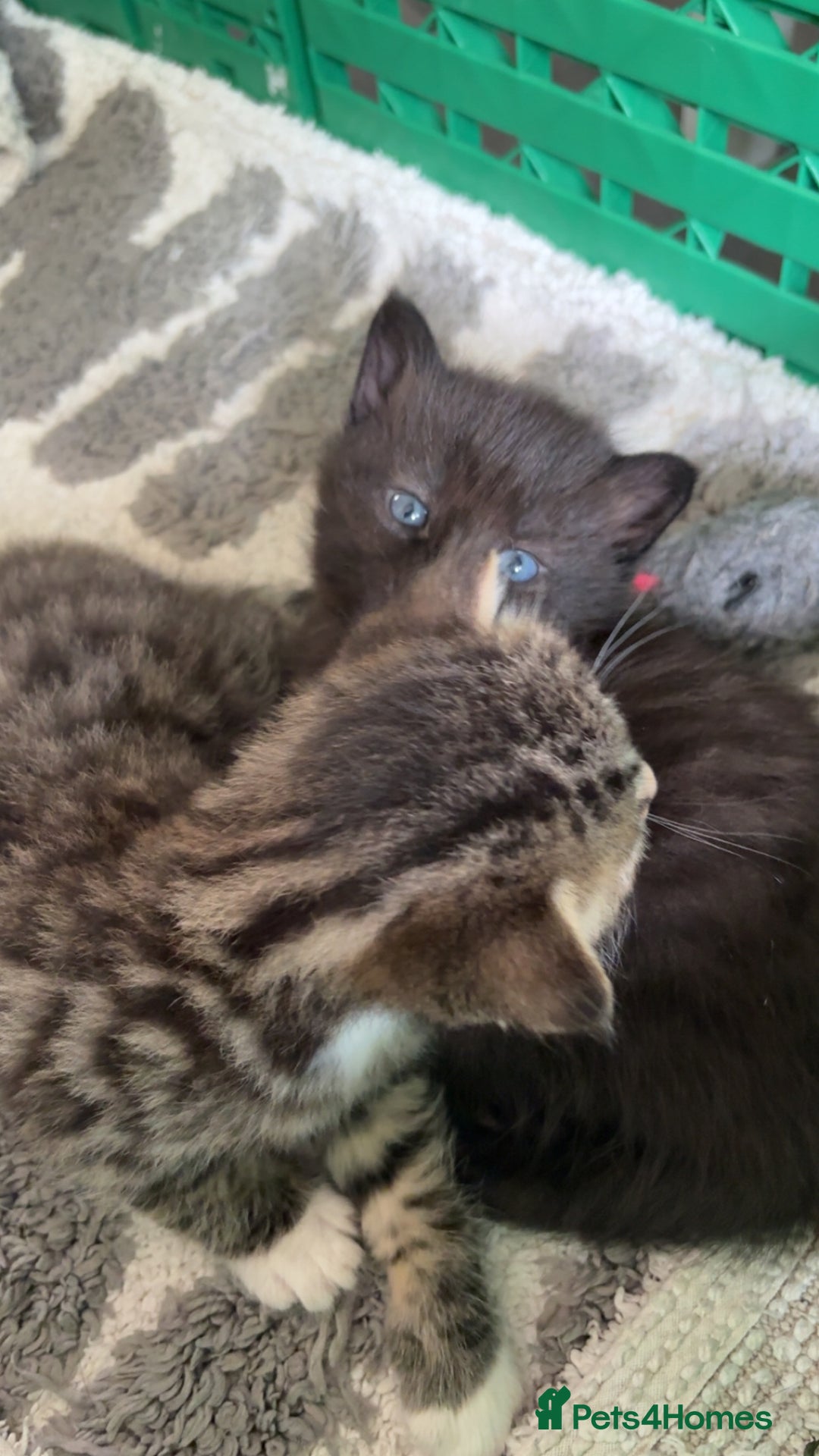 Domestic Shorthair cats for sale: 2 beautiful kittens for sale  - Image 5