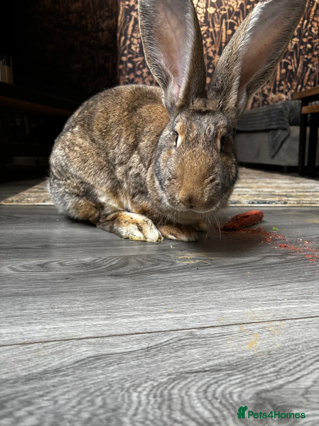 Continental Giant rabbits for sale: GERMAN GIANTS (continentals) 8 kits available  - Advert 2