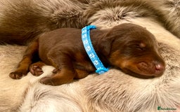 Dobermann dogs for sale: KC REGISTERED HEALTH TESTED DOBERMAN PUPS - Image 15