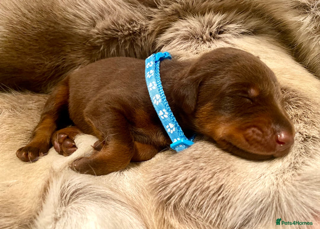 Dobermann dogs for sale: KC REGISTERED HEALTH TESTED DOBERMAN PUPS - Image 15