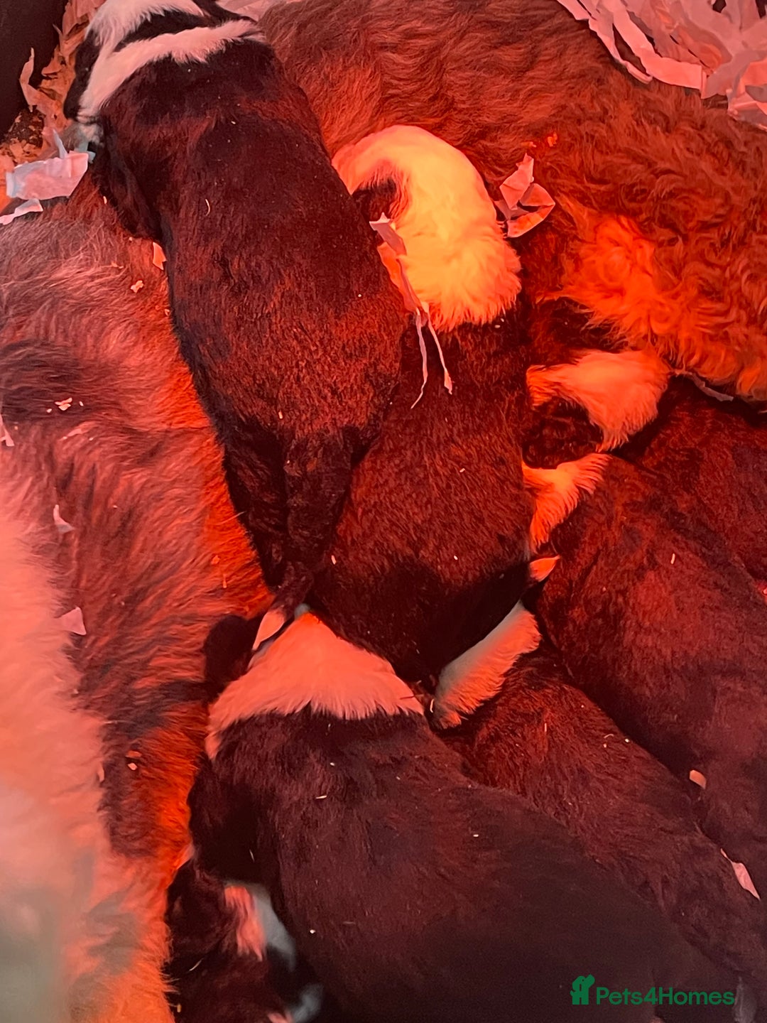 Old English Sheepdog dogs for sale: Old English sheep dog  - Image 12