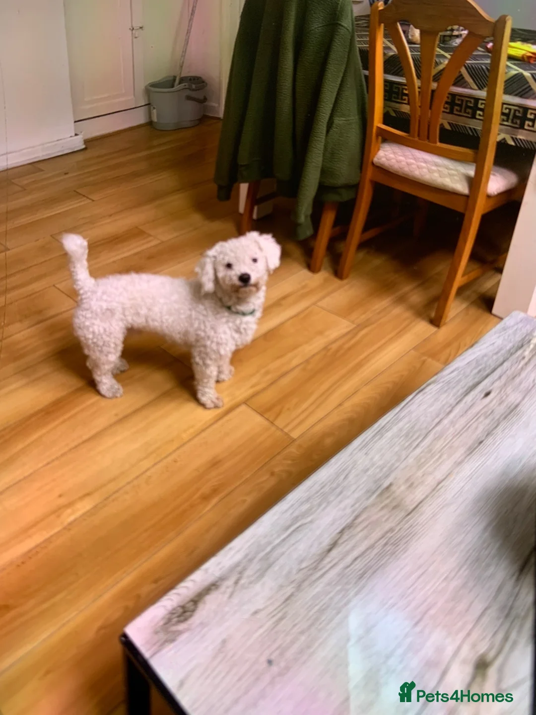 Bichon Frise dogs for sale: bichon frise - Advert 2