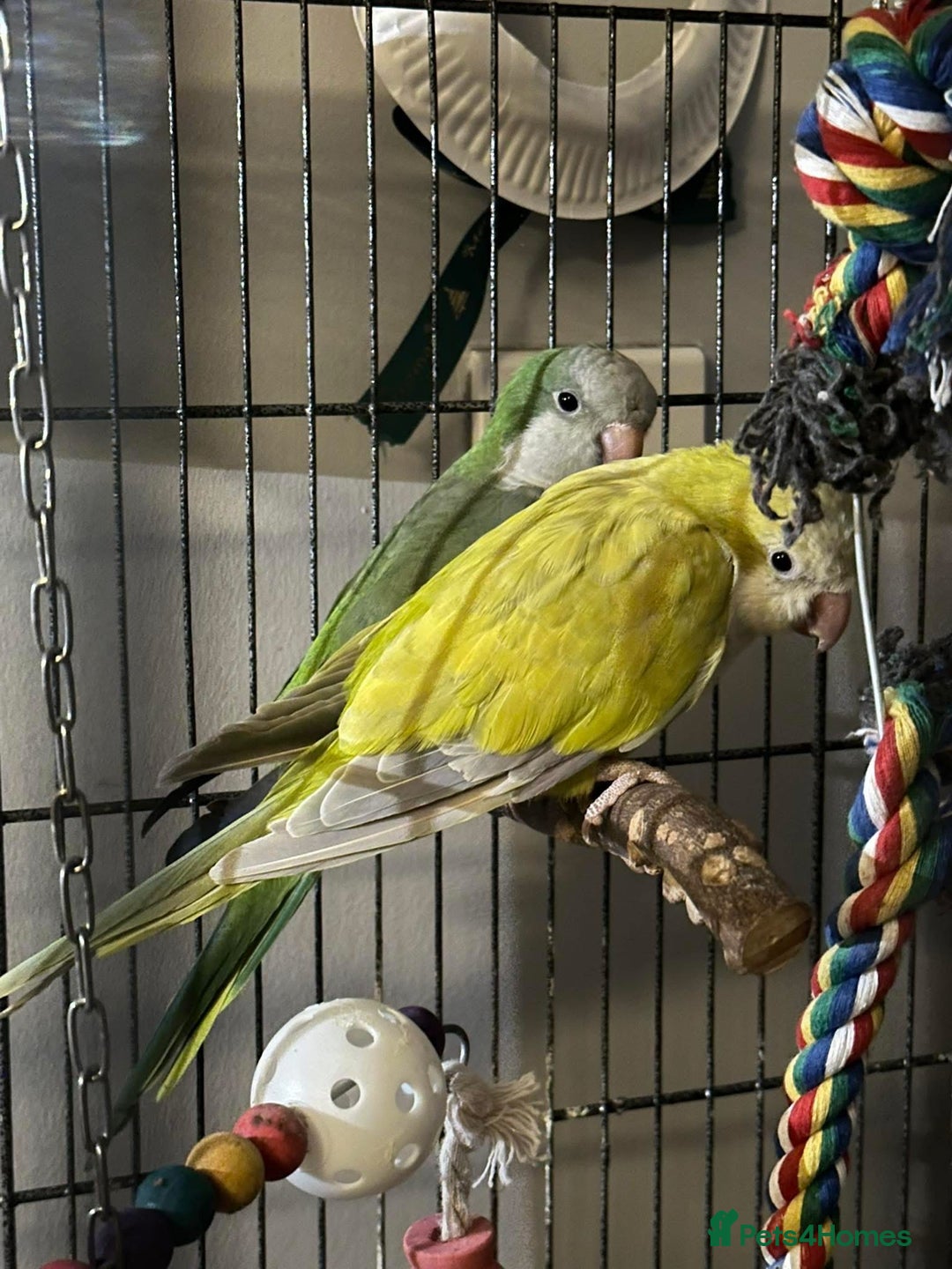 Parakeets birds for sale: 2 beautiful Quaker parrots with cage  - Image 5