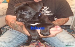 Mixed Breed dogs for sale: Dalmatian shepherd  - Image 35