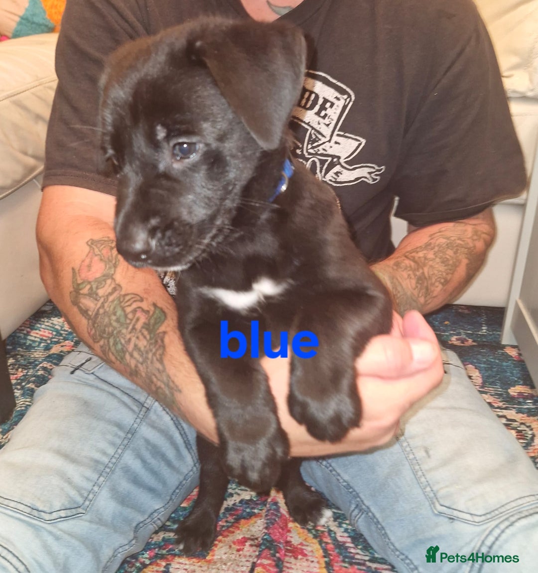 Mixed Breed dogs for sale: Dalmatian shepherd  - Image 35