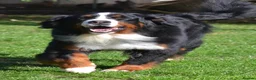 Bernese Mountain Dog dogs for sale: VERY SPECIAL GIRL LOOKING FOR VERY SPECIAL HOME - Advert 3