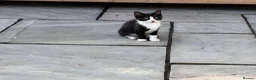 Mixed Breed cats for sale: 5 beautiful kittens for sale  - Advert 2