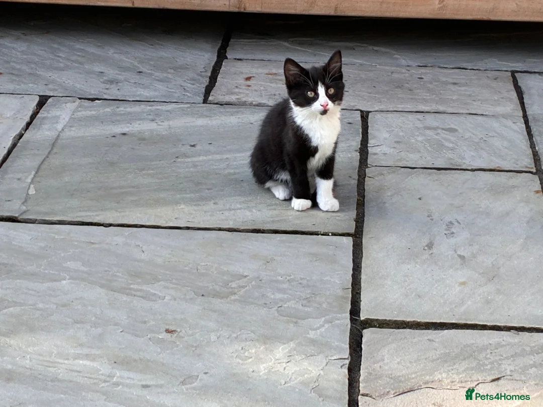 Mixed Breed cats for sale: 5 beautiful kittens for sale  - Advert 2