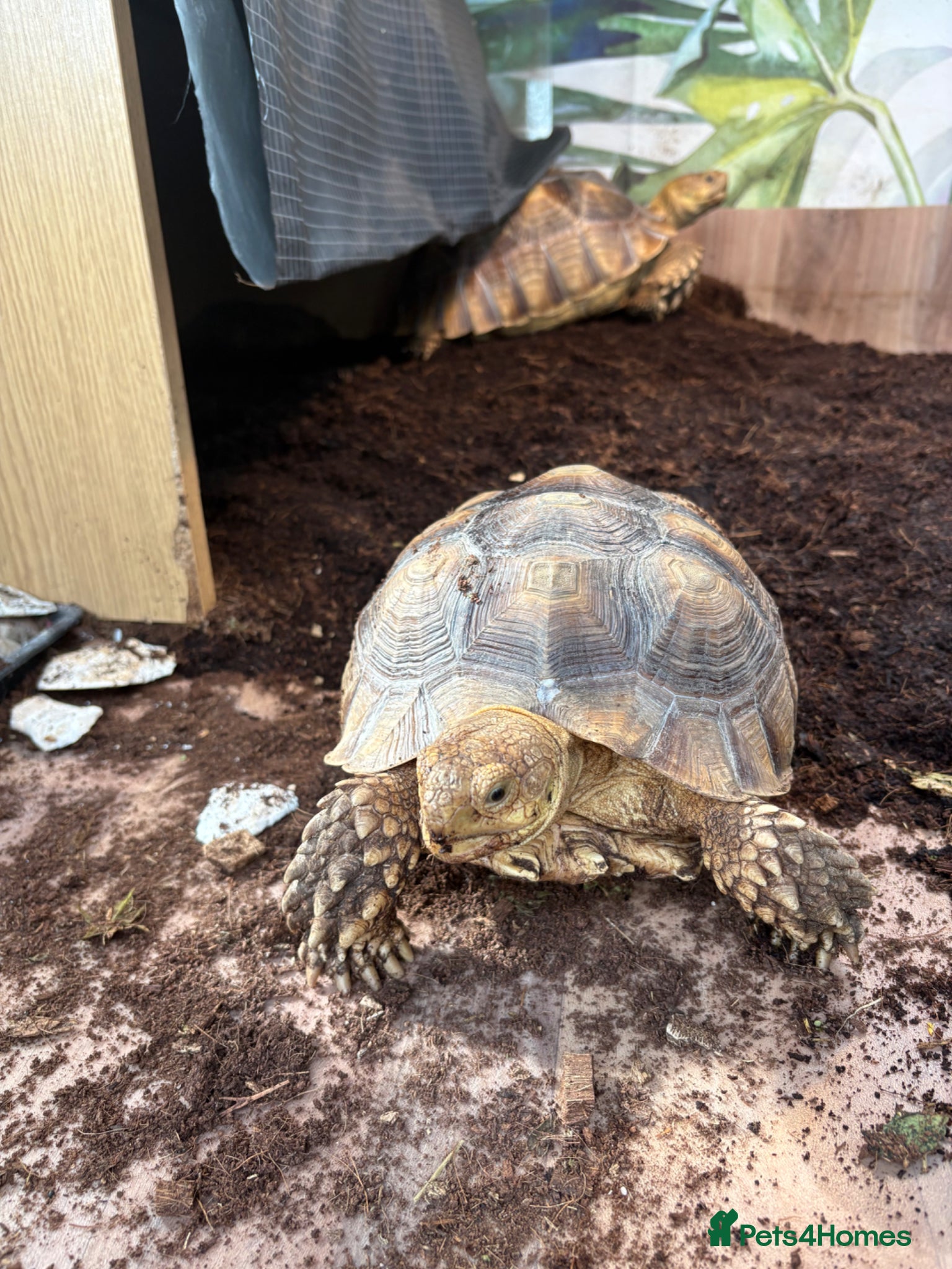 Tortoise reptiles for sale: Sulcata tortoise - Advert 1