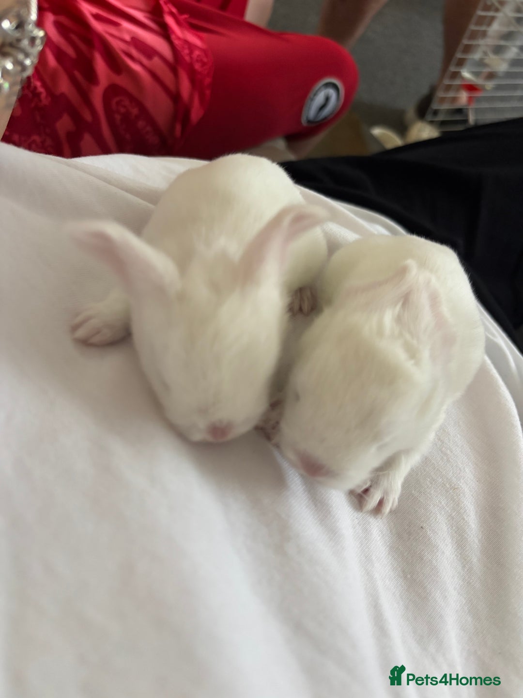 Dwarf Lop rabbits for sale: Baby bunnies - Image 4