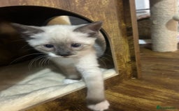 Snowshoe cats for sale: Three stunning snowshoe kittens  - Advert 14