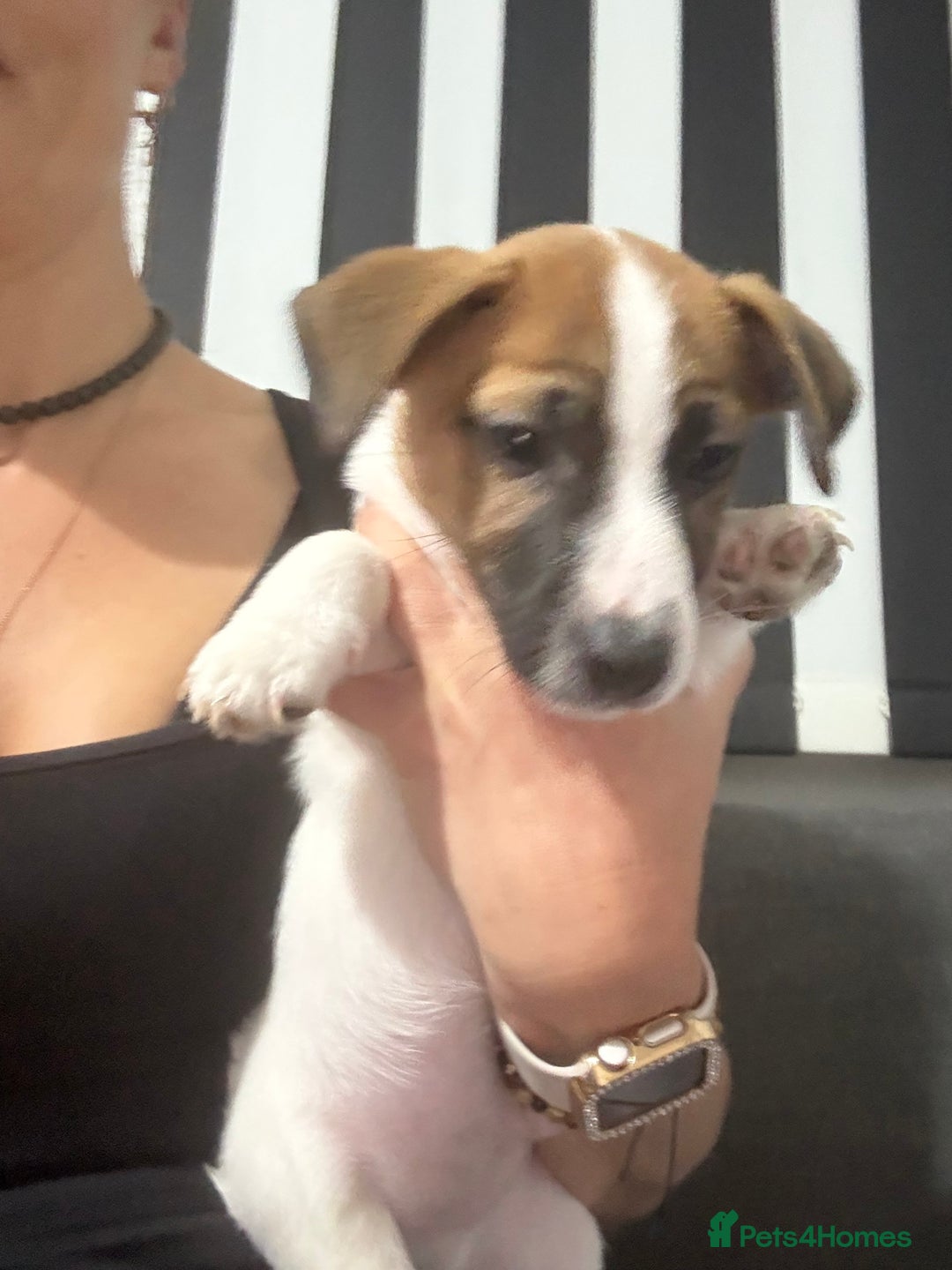 Jack Russell dogs for sale: Male puppy last left from 6 - Image 4