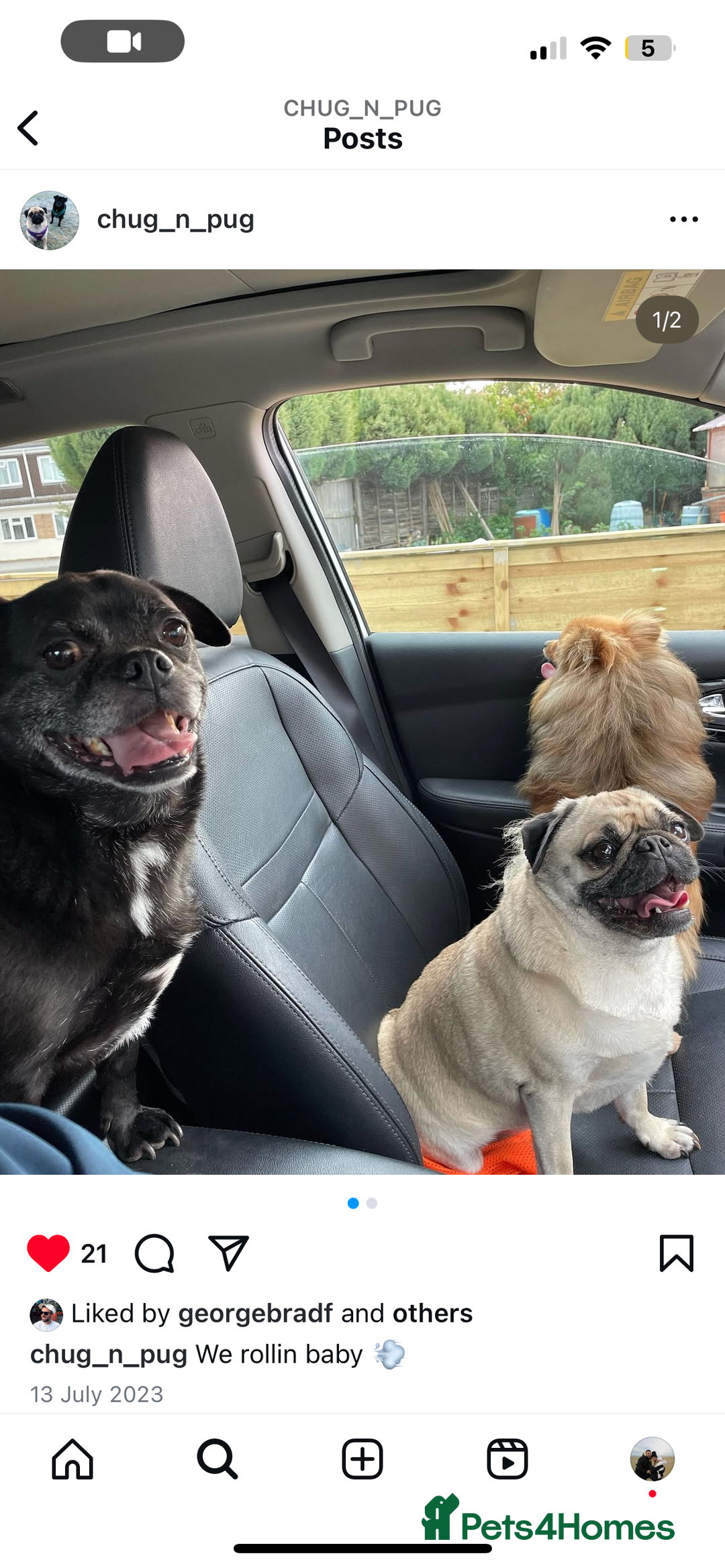 Pug dogs for sale: Chug and pug  - Image 6