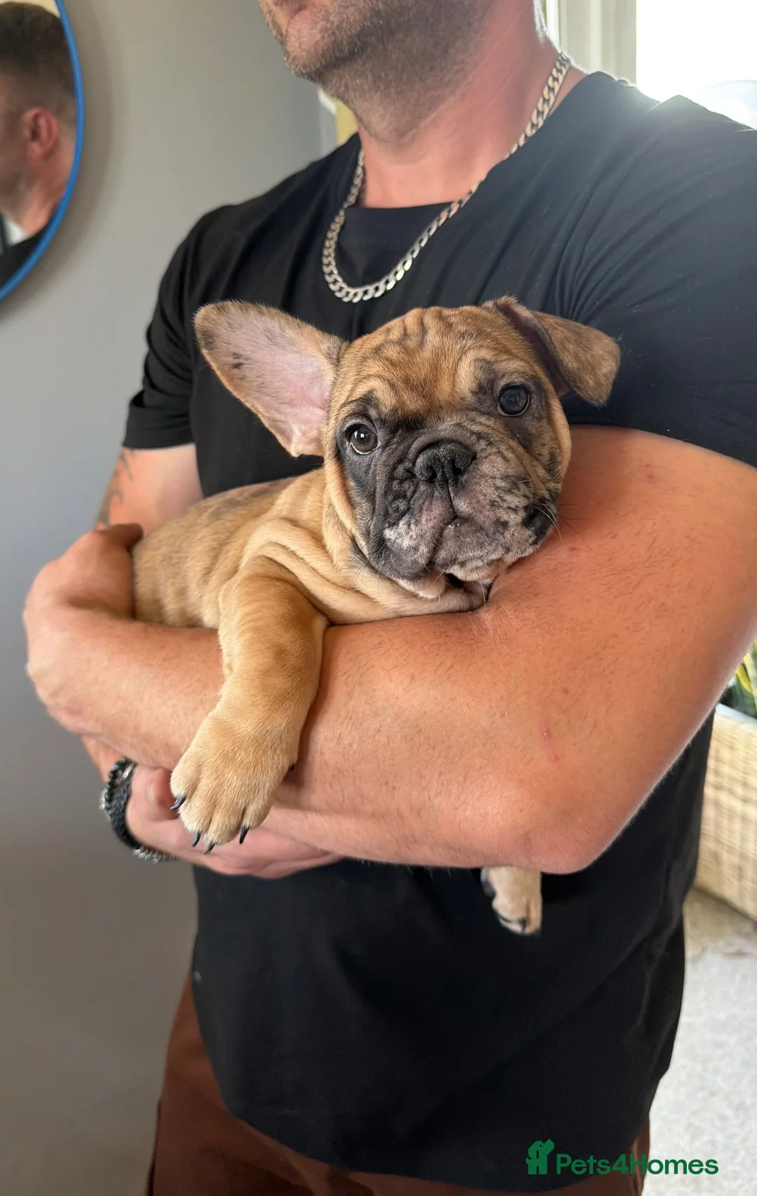 French Bulldog dogs for sale: 5 generations KC French bulldog puppies 🐶  - Advert 1