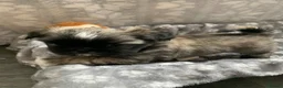 Shih Tzu dogs for sale: Imperial Shih tzu puppies  - Advert 17
