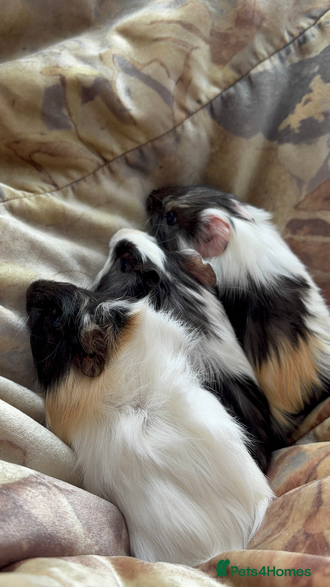 Guinea Pig rodents for sale: LONG HAIRED GUINEA PIGS 2 Boys 1 Girl - Image 11