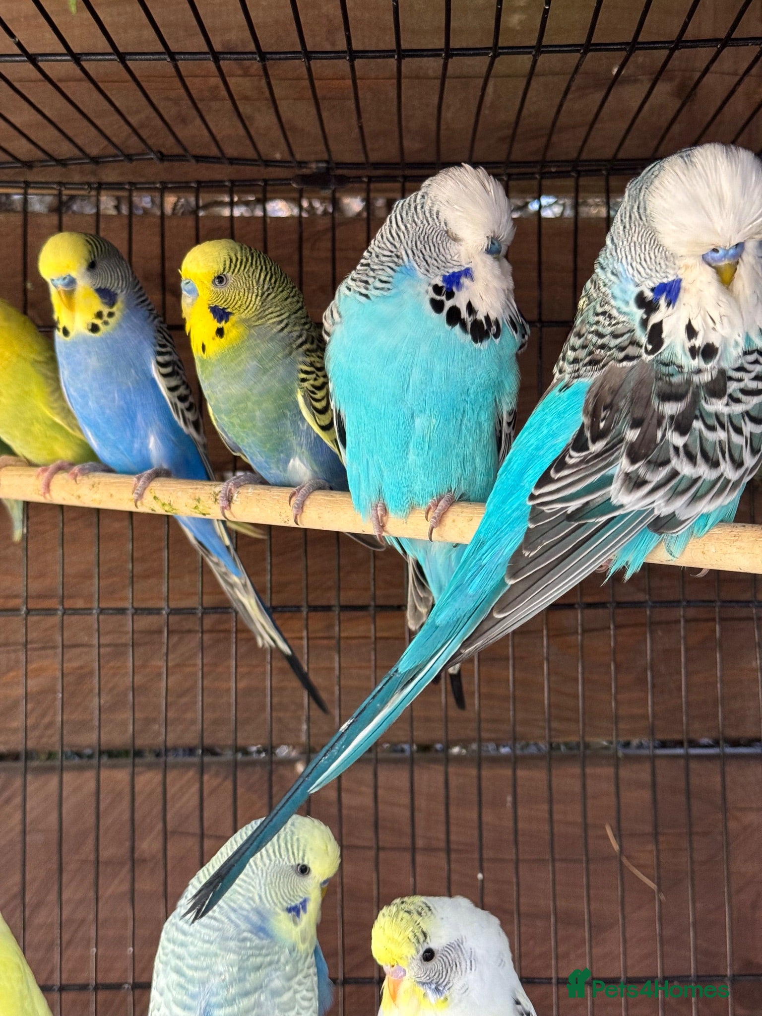 Budgerigars birds Adorable budgies for sale  - Advert 2