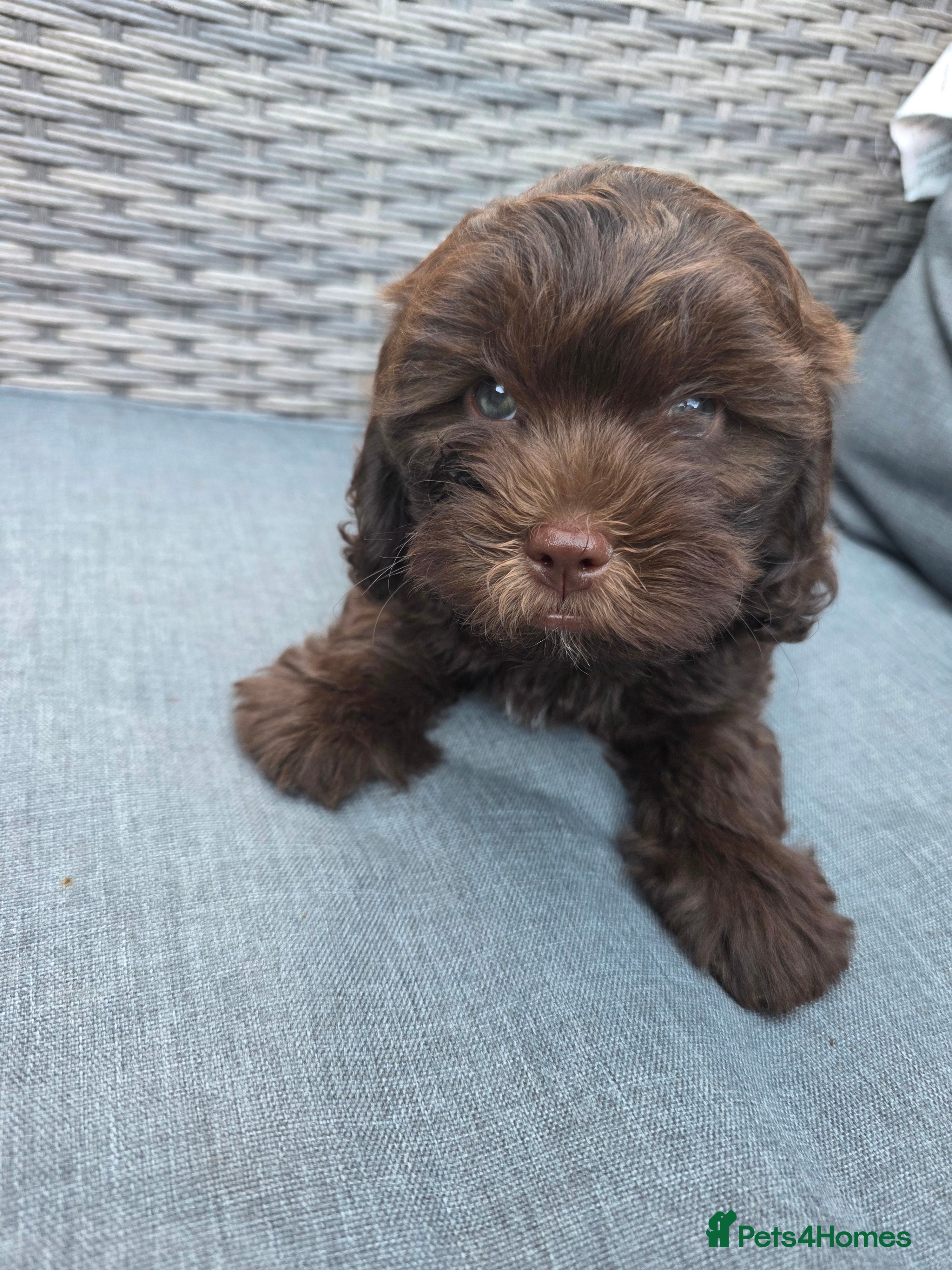 Shihpoo dogs Shihpoo puppies  - Advert 12