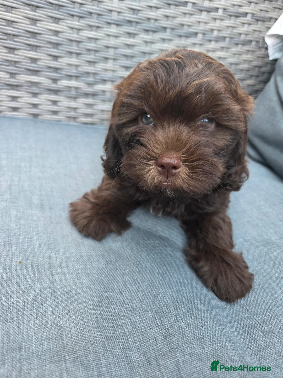 Shihpoo dogs for sale: Shihpoo puppies  - Advert 1