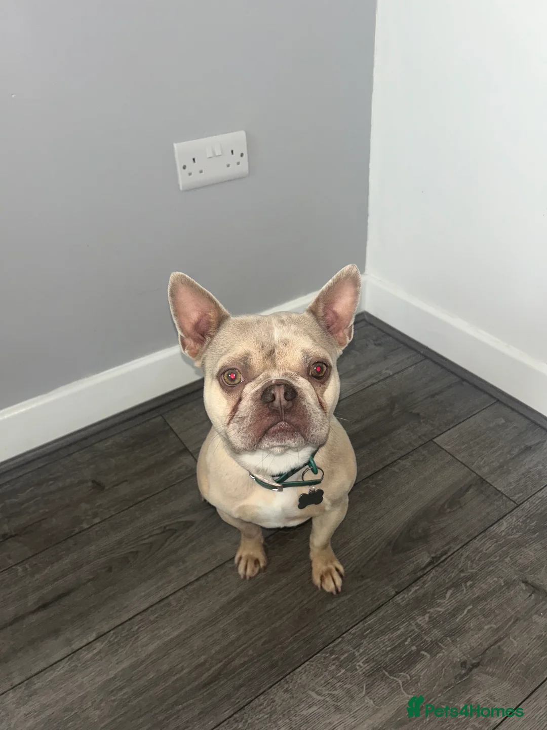 French Bulldog dogs for sale: Beau  - Advert 2