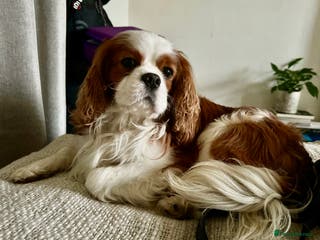 Cavalier King Charles Spaniel dogs Health Tested Cavalier King Charles For Stud in Littlehampton - Advert 3
