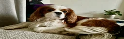 Cavalier King Charles Spaniel dogs for stud: Health Tested Cavalier King Charles For  Stud in Littlehampton - Advert 1