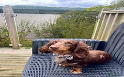 Miniature Dachshund dogs for stud: Chocolate & Tan Dapple dachshund stud - Image 3