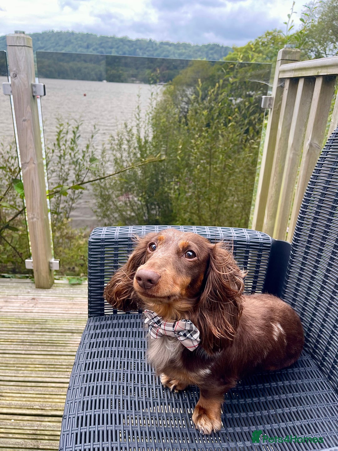 Miniature Dachshund dogs for stud: Chocolate & Tan Dapple dachshund stud - Image 3
