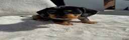 Dachshund dogs for sale: Standard wire haired dachshund  - Advert 29