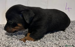 Lancashire Heeler dogs for sale: Lancashire Heelers - Image 27