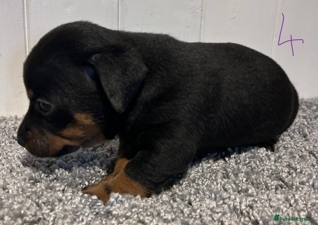 Lancashire Heeler dogs for sale: Lancashire Heelers - Image 27