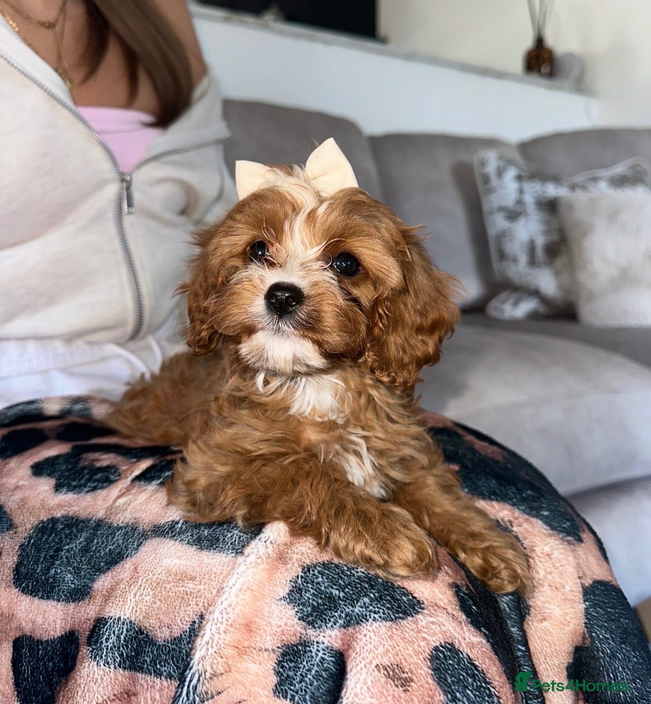 Cavapoo dogs LAST GIRL REMAINING 🩷  - Advert 2