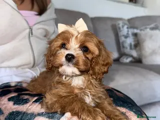 Cavapoo dogs LAST GIRL REMAINING 🩷 - Advert 2