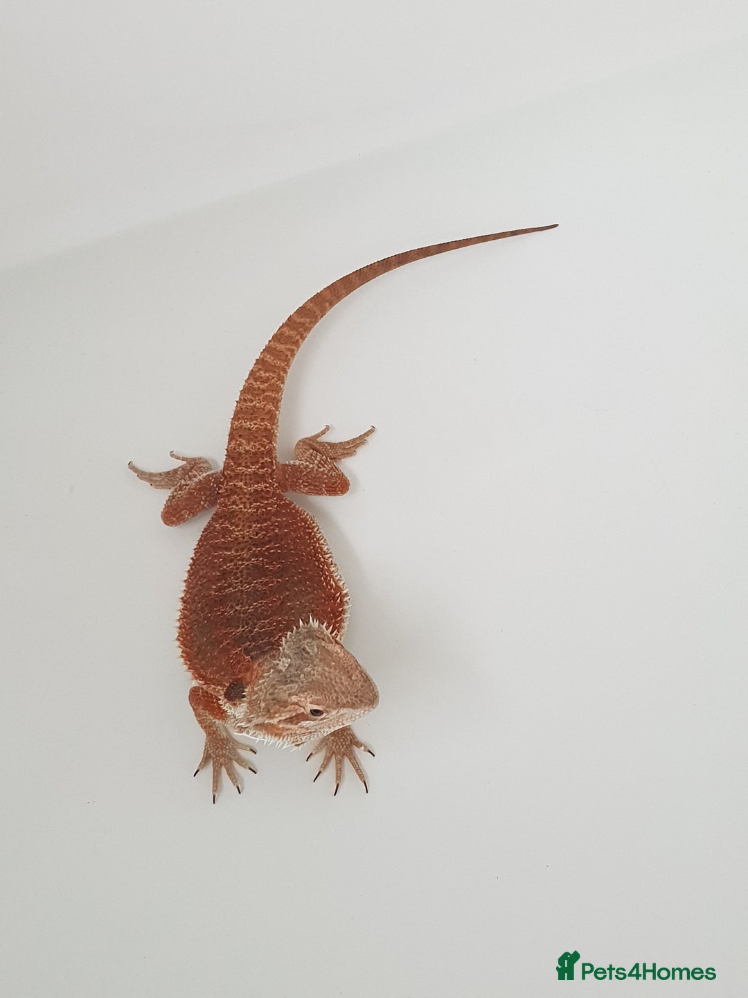 Bearded Dragon reptiles for sale: female bearded dragon with full set up - Image 9