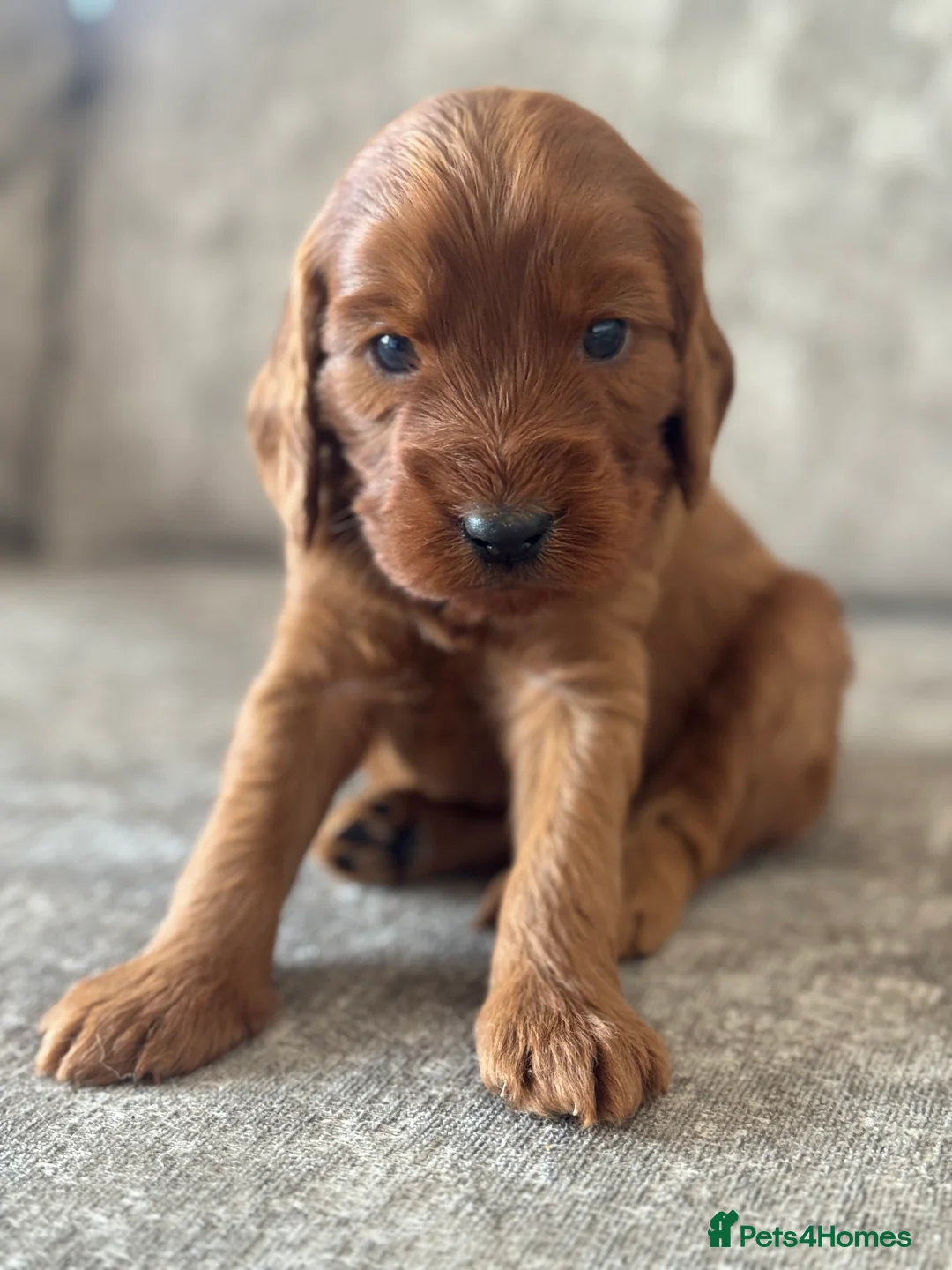 Cockapoo dogs for sale: BEAUTIFUL RED COCKAPOO PUPS HEALTH TESTED PARENTS - Advert 10