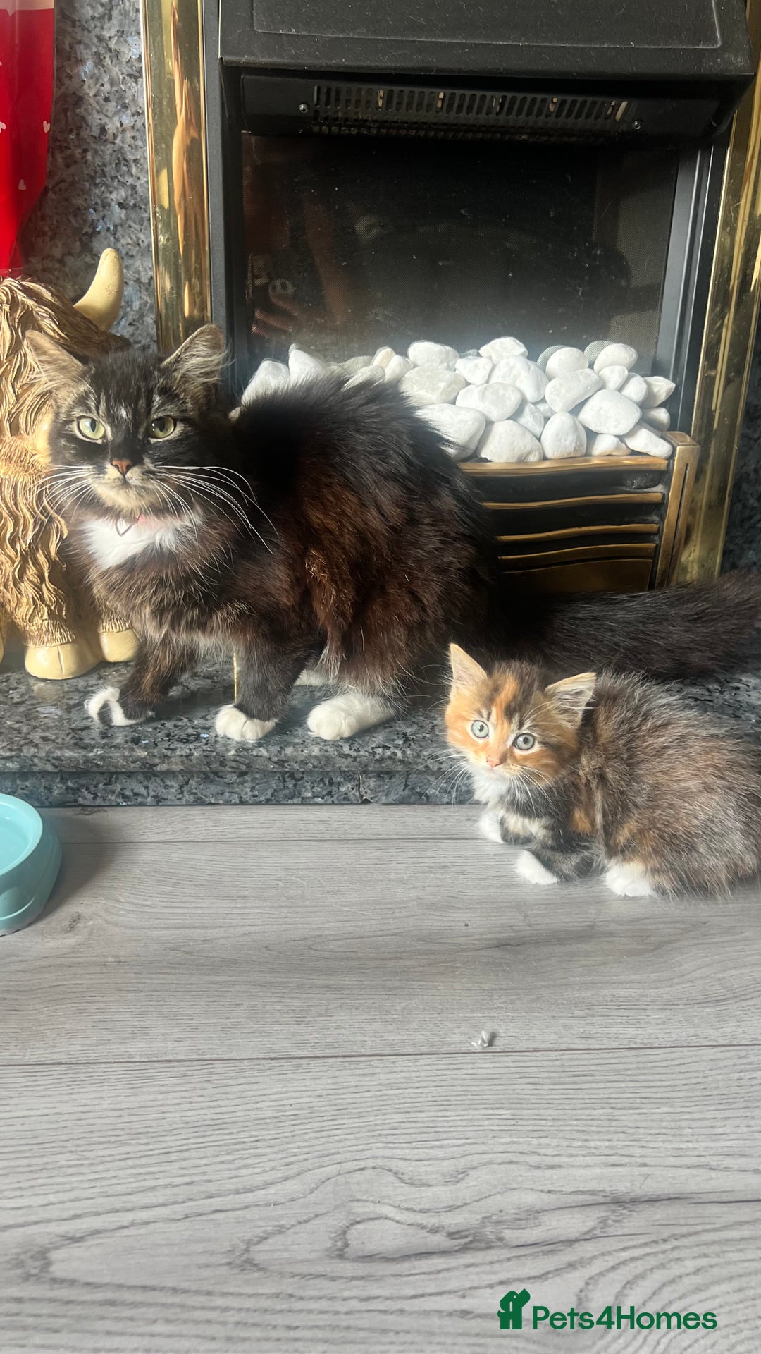 British Longhair cats for sale: 2 female kittens looking for their loving home - Image 3