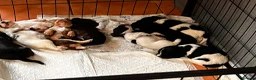 Cocker Spaniel dogs for sale: Stunningly beautiful spaniels  - Advert 9
