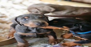 Dobermann dogs - Advert 2