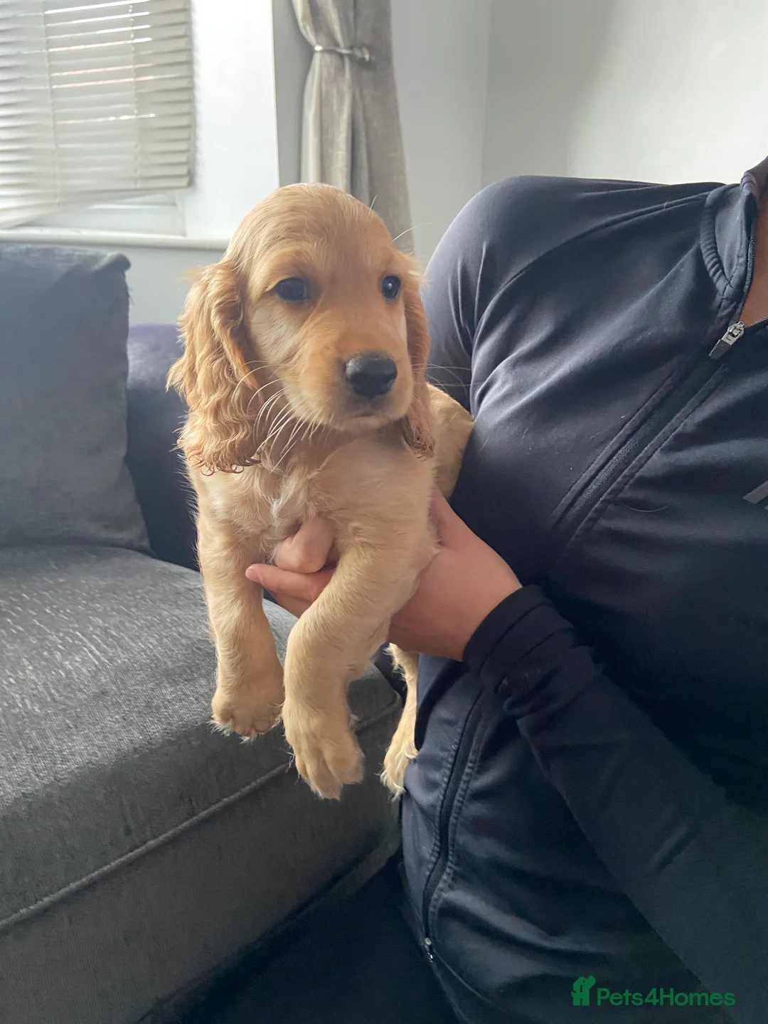 Cocker Spaniel dogs for sale: Cocker spaniel puppies  in York - Advert 18