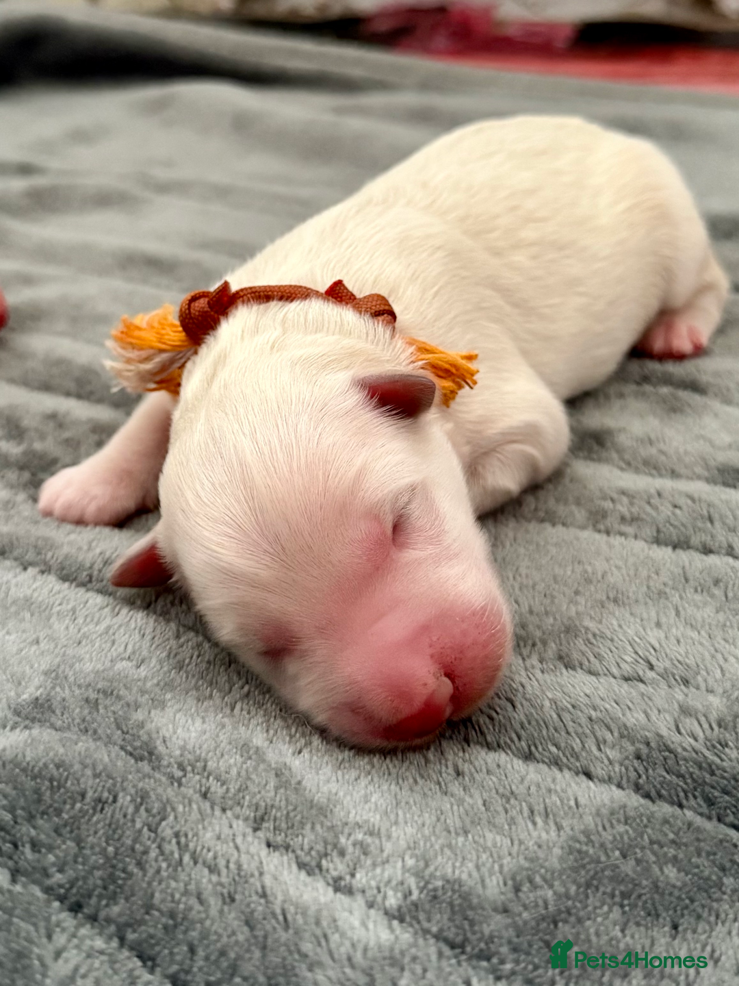German Shepherd dogs for sale: Beautiful KC Registered White German Shepherd - Image 10